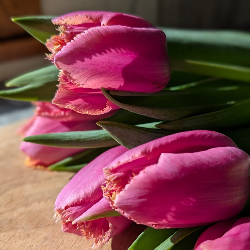 Hive and Petal Tulips